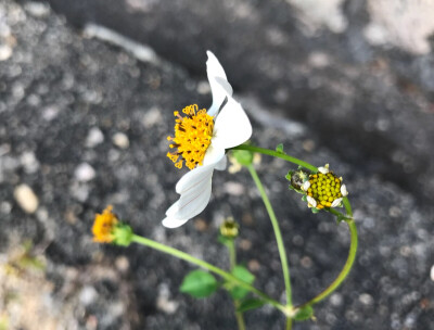 尖峰岭的小花