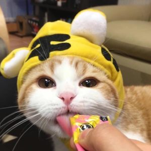 猫咪头像