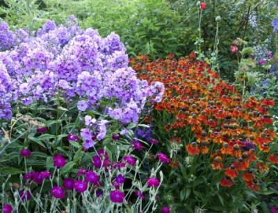 Phlox paniculata L.宿根福禄考花境植物搭配。