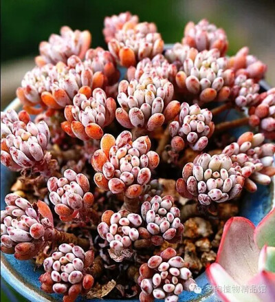 植物中的萌货–多肉