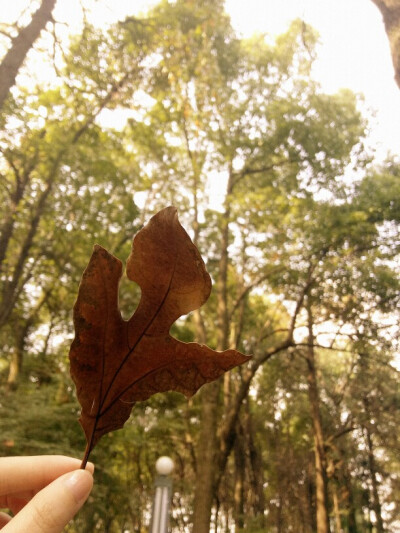 枯叶