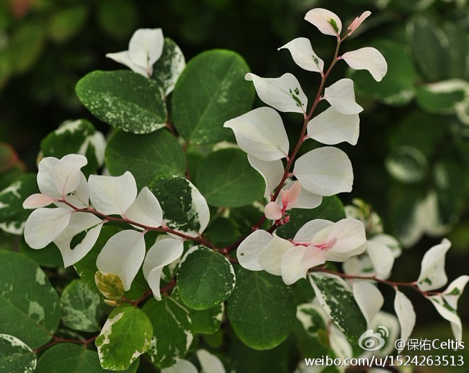 #植物摄影#<彩叶山漆茎