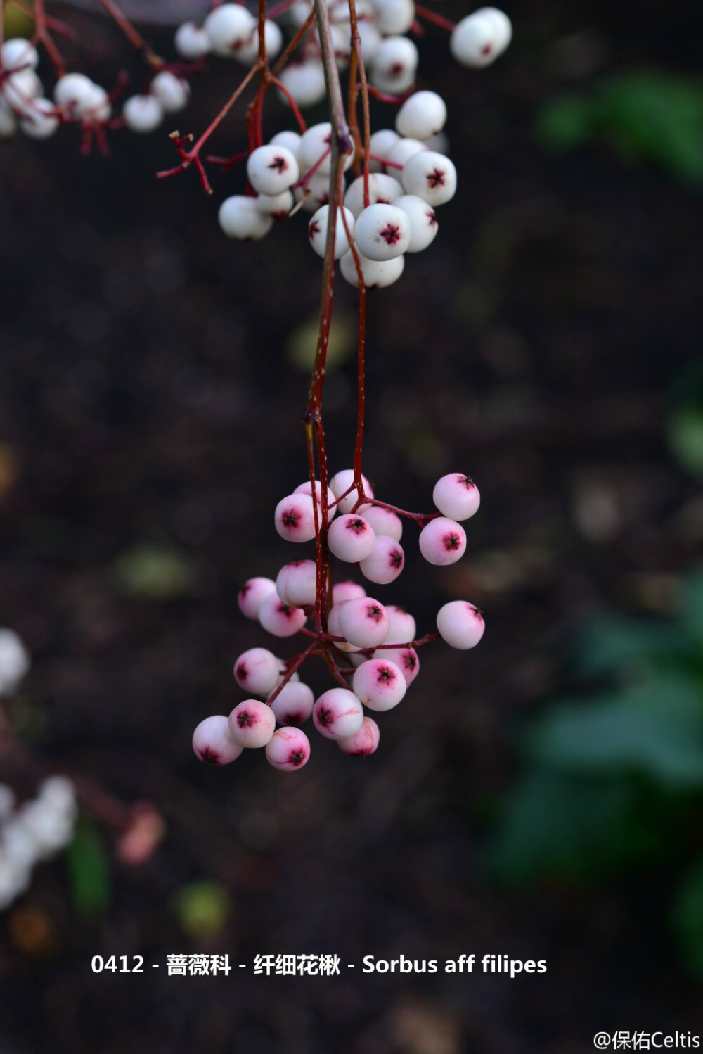 纤细花楸