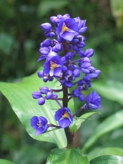 蓝竹花( Dichorisandra thyrsiflora )的植株外貎有点像“富贵竹”，开蓝色花，故名。原产巴西。