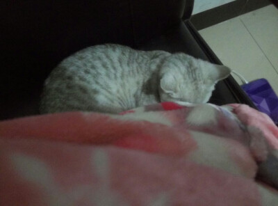 吃饭的间隙 补个觉