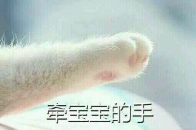 猫爪表情包