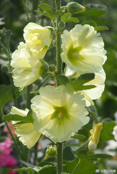 蜀葵（学名：Alcea rosea）是锦葵科蜀葵属植物，又名一丈红、熟季花、麻杆花、戎葵、吴葵、卫足葵、胡葵。在晋语地区俗称为大花。原产中国西南地区，世界各地均有栽培，花及根和种子可入药。花语：梦。