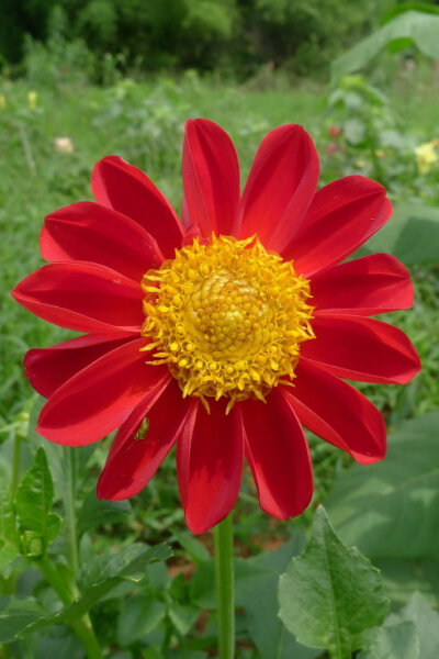 大丽花（Dahlia pinnataCav.），别名大理花、天竺牡丹、东洋菊、大丽菊、地瓜花，菊科、大丽花属植物，多年生草本，有巨大棒状块根。喜半阴，阳光过强影响开花，光照时间一般10~12小时，培育幼苗时要避免阳光直射。…