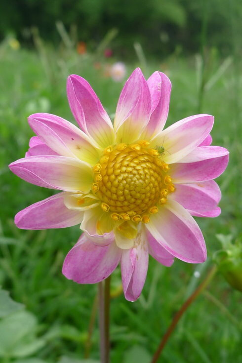 大丽花（Dahlia pinnataCav.），别名大理花、天竺牡丹、东洋菊、大丽菊、地瓜花，菊科、大丽花属植物，多年生草本，有巨大棒状块根。喜半阴，阳光过强影响开花，光照时间一般10~12小时，培育幼苗时要避免阳光直射。茎直立，多分枝，高1.5-2米，粗壮。原产于墨西哥，墨西哥人把它视为大方、富丽的象征，因此将它尊为国花。花语为大吉大利、富贵、大方、背叛、善变、新颖、感激、丰富多彩、气质、毅力等，