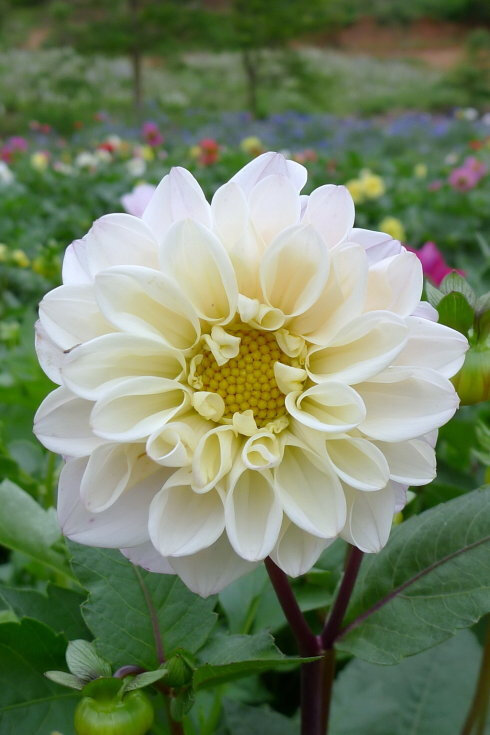 大丽花（Dahlia pinnataCav.），别名大理花、天竺牡丹、东洋菊、大丽菊、地瓜花，菊科、大丽花属植物，多年生草本，有巨大棒状块根。喜半阴，阳光过强影响开花，光照时间一般10~12小时，培育幼苗时要避免阳光直射。茎直立，多分枝，高1.5-2米，粗壮。原产于墨西哥，墨西哥人把它视为大方、富丽的象征，因此将它尊为国花。花语为大吉大利、富贵、大方、背叛、善变、新颖、感激、丰富多彩、气质、毅力等，