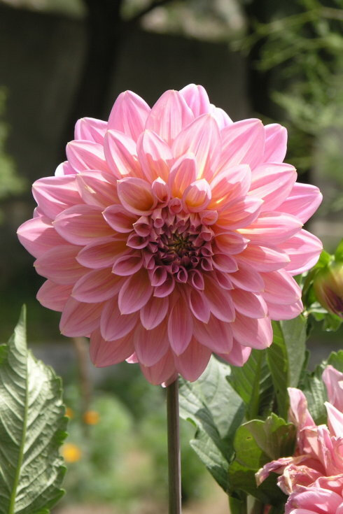 大丽花（Dahlia pinnataCav.），别名大理花、天竺牡丹、东洋菊、大丽菊、地瓜花，菊科、大丽花属植物，多年生草本，有巨大棒状块根。喜半阴，阳光过强影响开花，光照时间一般10~12小时，培育幼苗时要避免阳光直射。茎直立，多分枝，高1.5-2米，粗壮。原产于墨西哥，墨西哥人把它视为大方、富丽的象征，因此将它尊为国花。花语为大吉大利、富贵、大方、背叛、善变、新颖、感激、丰富多彩、气质、毅力等，