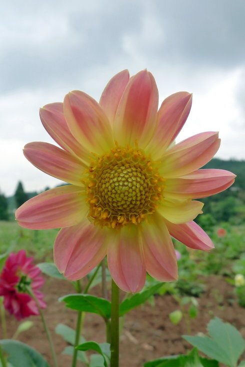 大丽花（Dahlia pinnataCav.），别名大理花、天竺牡丹、东洋菊、大丽菊、地瓜花，菊科、大丽花属植物，多年生草本，有巨大棒状块根。喜半阴，阳光过强影响开花，光照时间一般10~12小时，培育幼苗时要避免阳光直射。茎直立，多分枝，高1.5-2米，粗壮。原产于墨西哥，墨西哥人把它视为大方、富丽的象征，因此将它尊为国花。花语为大吉大利、富贵、大方、背叛、善变、新颖、感激、丰富多彩、气质、毅力等，