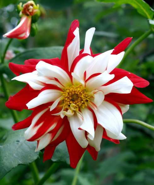 大丽花（Dahlia pinnataCav.），别名大理花、天竺牡丹、东洋菊、大丽菊、地瓜花，菊科、大丽花属植物，多年生草本，有巨大棒状块根。喜半阴，阳光过强影响开花，光照时间一般10~12小时，培育幼苗时要避免阳光直射。茎直立，多分枝，高1.5-2米，粗壮。原产于墨西哥，墨西哥人把它视为大方、富丽的象征，因此将它尊为国花。花语为大吉大利、富贵、大方、背叛、善变、新颖、感激、丰富多彩、气质、毅力等，