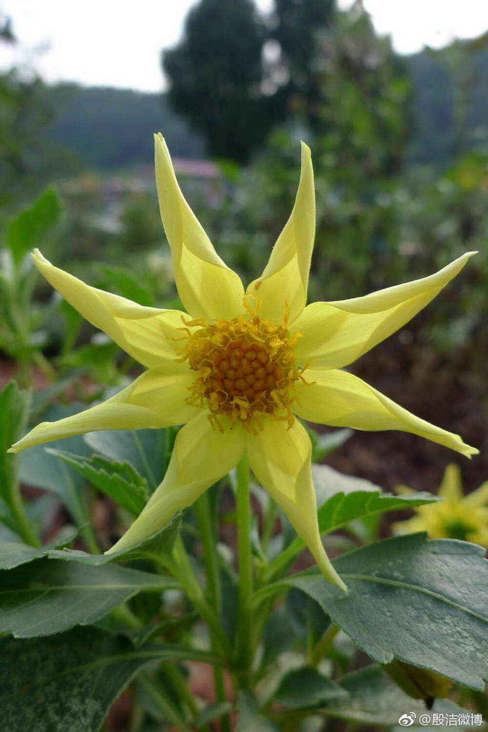 大丽花（Dahlia pinnataCav.），别名大理花、天竺牡丹、东洋菊、大丽菊、地瓜花，菊科、大丽花属植物，多年生草本，有巨大棒状块根。喜半阴，阳光过强影响开花，光照时间一般10~12小时，培育幼苗时要避免阳光直射。茎直立，多分枝，高1.5-2米，粗壮。原产于墨西哥，墨西哥人把它视为大方、富丽的象征，因此将它尊为国花。花语为大吉大利、富贵、大方、背叛、善变、新颖、感激、丰富多彩、气质、毅力等，