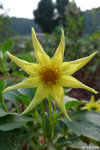 大丽花（Dahlia pinnataCav.），别名大理花、天竺牡丹、东洋菊、大丽菊、地瓜花，菊科、大丽花属植物，多年生草本，有巨大棒状块根。喜半阴，阳光过强影响开花，光照时间一般10~12小时，培育幼苗时要避免阳光直射。…