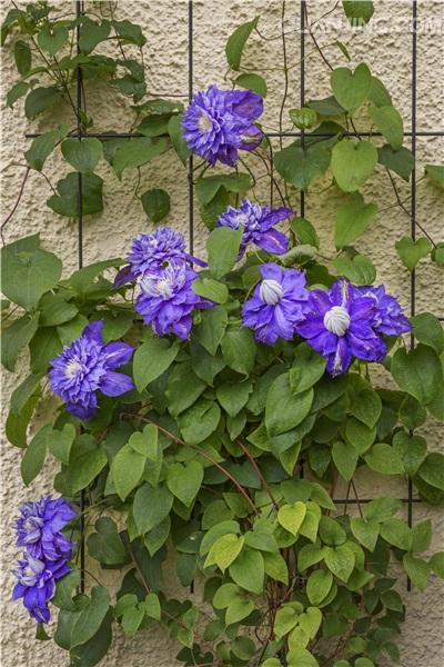 铁线莲(拉丁学名：Clematis florida Thunb.)，也叫铁线牡丹、番莲、金包银、山木通、番莲、威灵仙，为毛茛科、铁线莲属植物，多数为落叶或常绿草质藤本，约1-2米，茎棕色或紫红色，具6条纵纹，节部膨大，二回三出复叶，小叶狭卵形至披针形，全缘，脉纹不显。少数是宿根直立草本。