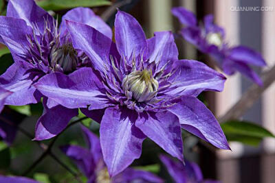 铁线莲(拉丁学名：Clematis florida Thunb.)，也叫铁线牡丹、番莲、金包银、山木通、番莲、威灵仙，为毛茛科、铁线莲属植物，多数为落叶或常绿草质藤本，约1-2米，茎棕色或紫红色，具6条纵纹，节部膨大，二回三出复…