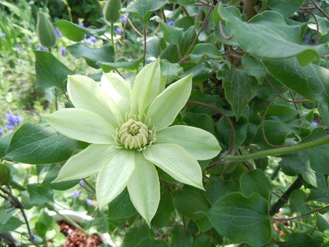 铁线莲(拉丁学名：Clematis florida Thunb.)，也叫铁线牡丹、番莲、金包银、山木通、番莲、威灵仙，为毛茛科、铁线莲属植物，多数为落叶或常绿草质藤本，约1-2米，茎棕色或紫红色，具6条纵纹，节部膨大，二回三出复叶，小叶狭卵形至披针形，全缘，脉纹不显。少数是宿根直立草本。