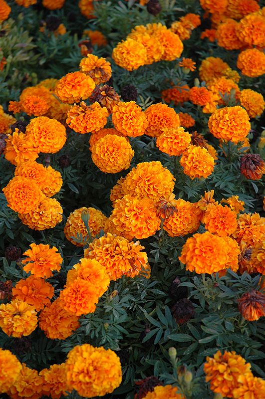 万寿菊（Tagetes erecta L）为菊科，原产墨西哥。中国各地均有分布。可生长在海拔1150米至1480米的地区，多生在路边草甸。万寿菊常于春天播种。