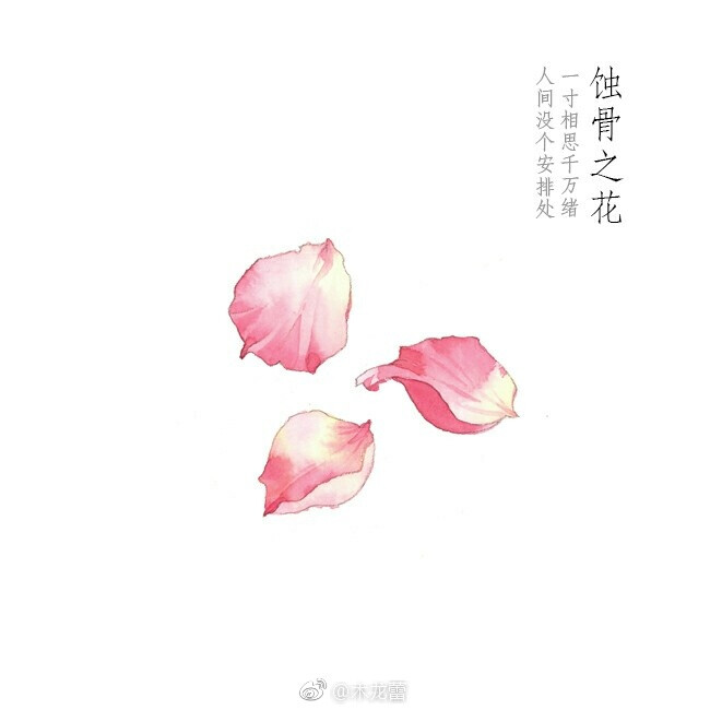 【蚀骨之花】气节，幻化成风，盛放，花开荼靡；陌路离殇，死生契阔 作者：木龙蕾