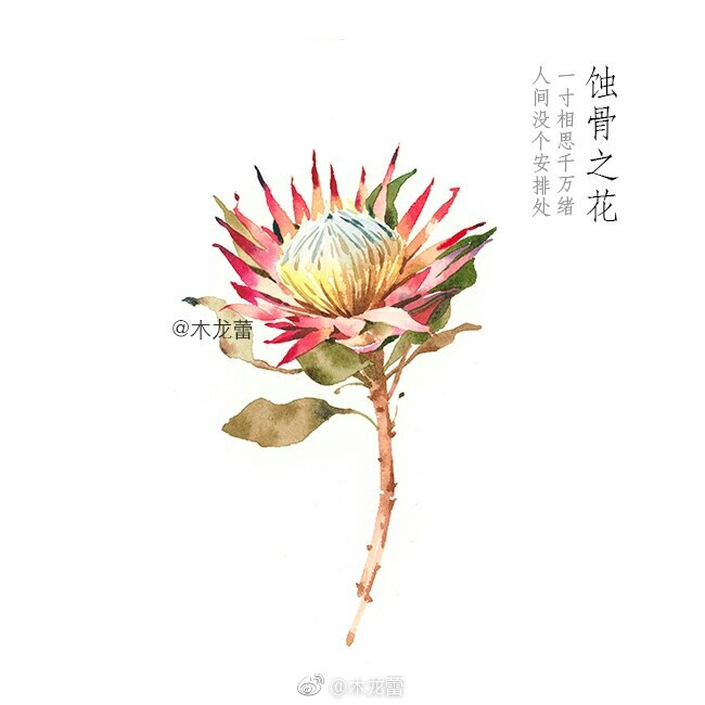 【蚀骨之花】气节，幻化成风，盛放，花开荼靡；陌路离殇，死生契阔 作者：木龙蕾