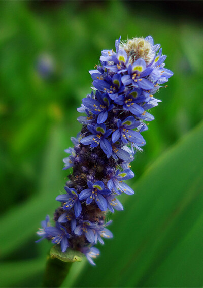 梭鱼草（Pontederia cordata）又称：北美梭鱼草，雨久花科梭鱼草属多年生挺水或湿生草本植物，原产北美，其英文名为Pickerel weed，故译为“梭鱼草”。