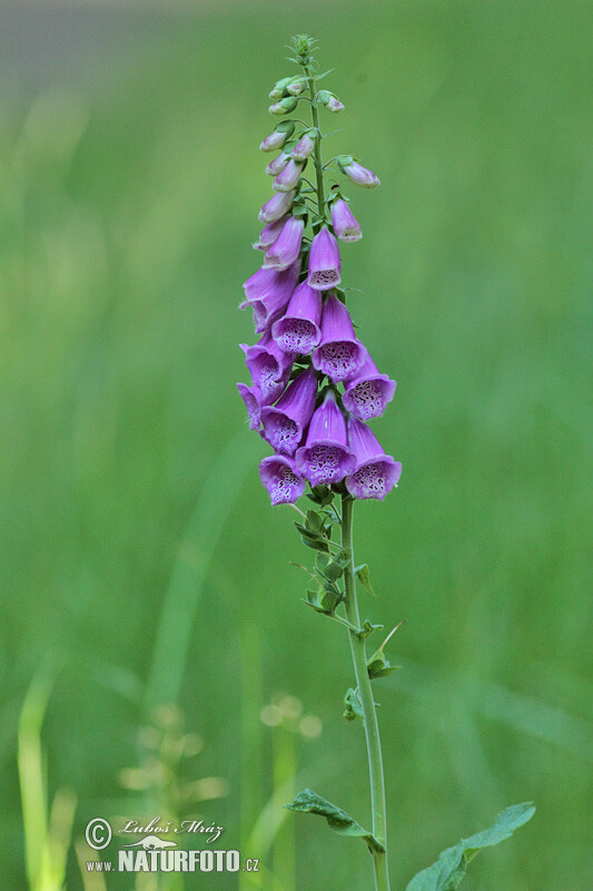 毛地黄（Digitalis purpureaL）为一年生或多年生草本植物，植物包括大约20种，有两年生或多年生草本，以前的分类法将其列入玄参科，现代根据基因分析的分类将其更正为车前科。本属植物原生于中亚和亚洲西部、非洲西北以及欧洲西部和西南。叶互生；花排成顶生、朝向一侧的总状花序，花冠倾斜，一面膨大成钟形，有各种颜色，从白色、粉红色、黄色、紫色到褐色等；果实为蒴果，内含细小的种子，多数品种可以作为园艺观赏花卉。