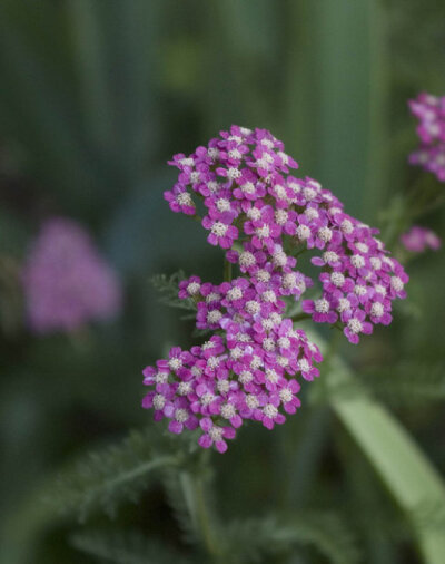 西洋蓍草 _ Yarrow 「 千葉蓍_鋸草 」