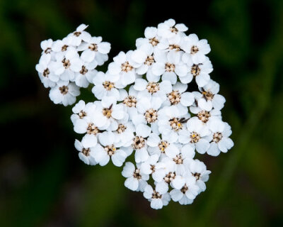 西洋蓍草 _ Yarrow 「 千葉蓍_鋸草 」