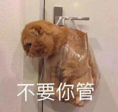 不要你管