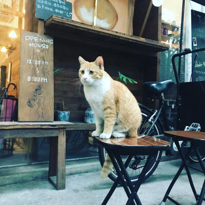 咖啡店的猫