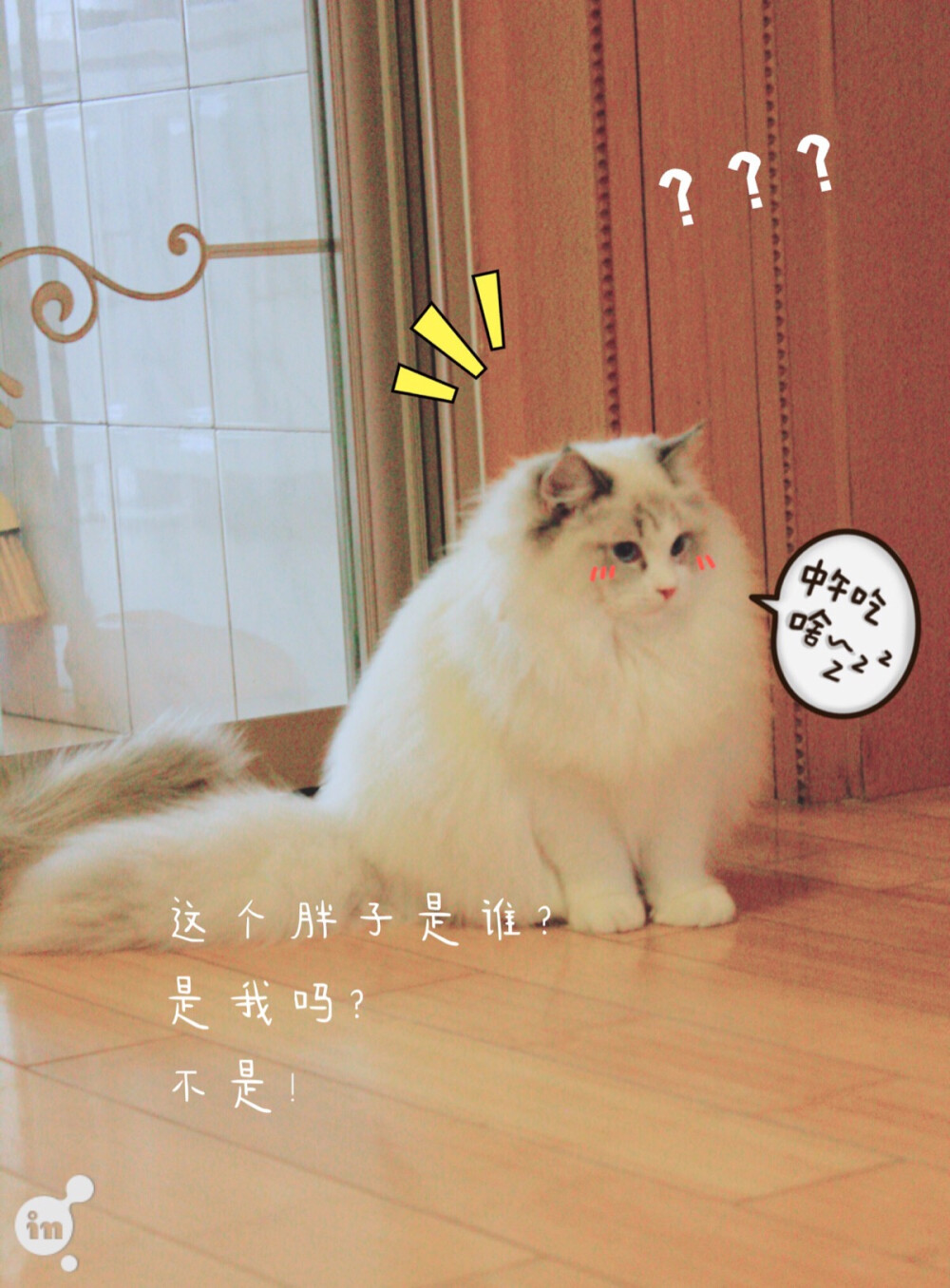 #萌宠#。#山猫布偶#双色，超漂亮