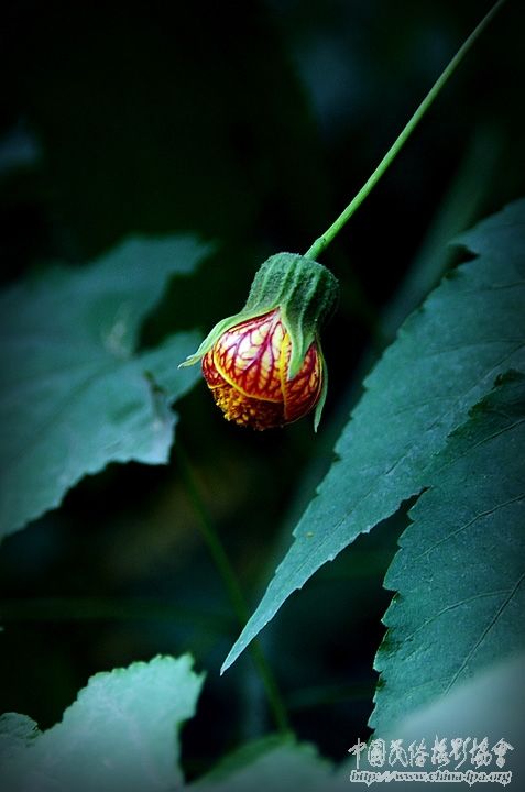 菩提树花