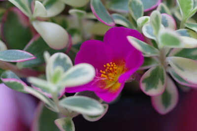 雅乐之舞（Pailulacaria afra var.foliis-variegatis），又名花叶银公孙树，为马齿苋科马齿苋属马齿苋树的锦斑变异品种。原产 南非，喜阳光充足和温暖、干燥的环境。其叶形叶色较美，有一定的观赏价值。