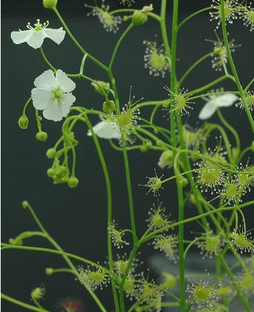 光萼茅膏菜（学名：Drosera peltata Smith var. glabrata Y.Z.Ruan）属多年生柔弱小草本。地下有球茎，白色。常生长于潮湿的草丛或林地。该植物有毒，全草含茅膏莱醌（droserone）、蓝雪醌（plumbagin）、脂肪酸、氰甙等。叶的水浸液触及皮肤，可引起灼痛、发炎；球茎局部外敷，有止痛作用，但不能多用。产于我国南方地区，野生居多，尤以温州一带最多。目前尚未有人工引种或栽培。