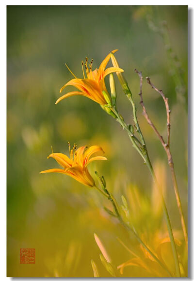 萱花 又名黄花菜，百合科。多年生宿根草本。
因其花蕾黄色，形似金针，故名。花蕾蒸熟晒干即为金针菜，作蔬菜。枯叶可制绳作饲料。传说可以使人忘忧，也就是现代的黄花菜。
古称母亲居室为萱堂,后因以萱为母亲或母亲…