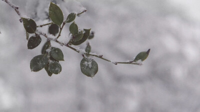 才上枝頭的雪，卻已經暗自等了一季，想你，