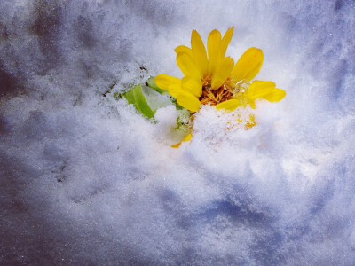 雪