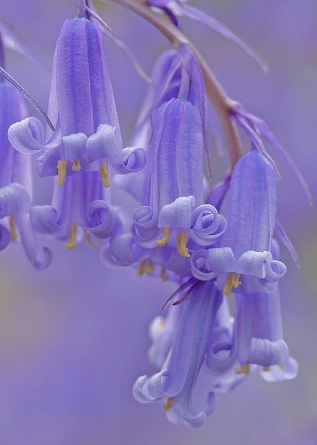 异花朵朵