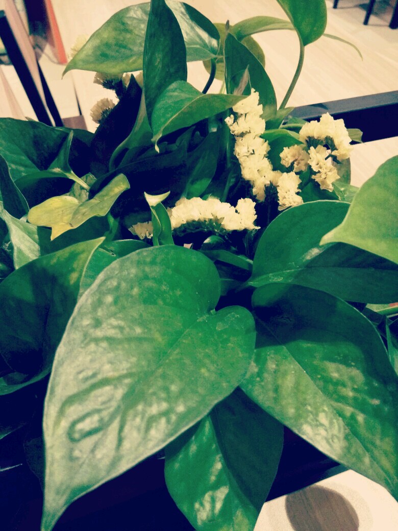 绿萝- 堆糖,美图壁纸兴趣社区