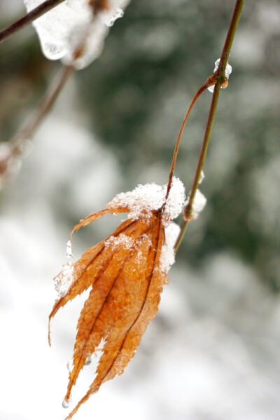 庐州雪