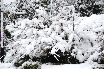 庐州雪