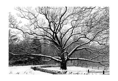 雪景 来自OY手绘