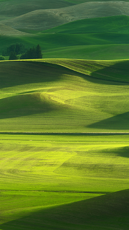 帕卢斯阳光 绿色护眼 清新 阳光 iphone壁纸 安卓原生壁纸 OPPO手机自带壁纸