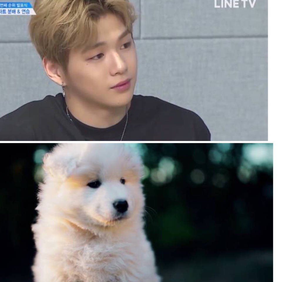 姜丹尼尔萨摩耶