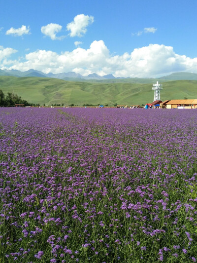 风景 壁纸 手机壁纸 新疆 风景 北疆 好看 山 水 云 蓝天 花 紫苏