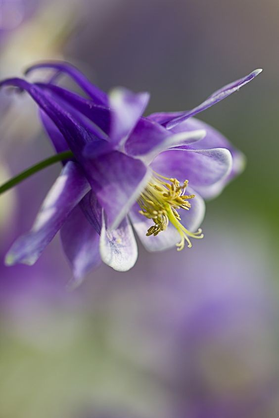 耧斗菜别名猫爪花，拉丁学名：Aquilegia viridiflora Pall.，为毛茛科、耧斗菜属下的一个种。原产于欧洲和北美。为多年生草本植物，根出叶，叶表面有光泽，背面有茸毛，在6、7月间开花，通常深蓝紫色或白色，花药黄色，供药用。生于海拔200-2300m的山地路旁、河边或潮湿草地。分布于东北、华北及陕西、宁夏、甘肃、青海等地。俄罗斯远东地区有分布。有较好的观赏价值，亦可入药。