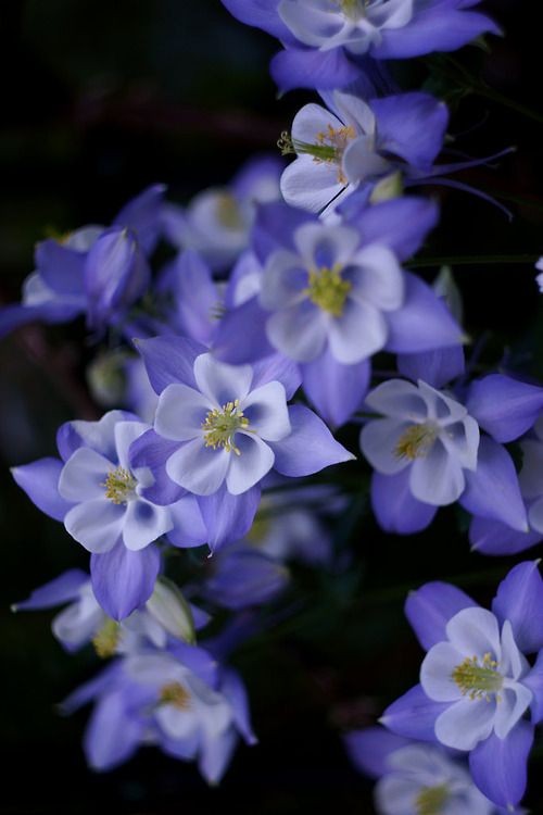 耧斗菜别名猫爪花，拉丁学名：Aquilegia viridiflora Pall.，为毛茛科、耧斗菜属下的一个种。原产于欧洲和北美。为多年生草本植物，根出叶，叶表面有光泽，背面有茸毛，在6、7月间开花，通常深蓝紫色或白色，花药黄色，供药用。生于海拔200-2300m的山地路旁、河边或潮湿草地。分布于东北、华北及陕西、宁夏、甘肃、青海等地。俄罗斯远东地区有分布。有较好的观赏价值，亦可入药。