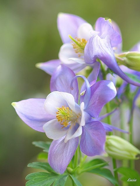 耧斗菜别名猫爪花，拉丁学名：Aquilegia viridiflora Pall.，为毛茛科、耧斗菜属下的一个种。原产于欧洲和北美。为多年生草本植物，根出叶，叶表面有光泽，背面有茸毛，在6、7月间开花，通常深蓝紫色或白色，花药黄色，供药用。生于海拔200-2300m的山地路旁、河边或潮湿草地。分布于东北、华北及陕西、宁夏、甘肃、青海等地。俄罗斯远东地区有分布。有较好的观赏价值，亦可入药。