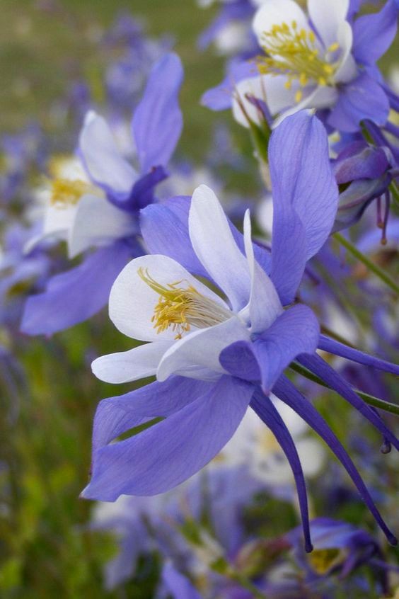 耧斗菜别名猫爪花，拉丁学名：Aquilegia viridiflora Pall.，为毛茛科、耧斗菜属下的一个种。原产于欧洲和北美。为多年生草本植物，根出叶，叶表面有光泽，背面有茸毛，在6、7月间开花，通常深蓝紫色或白色，花药黄色，供药用。生于海拔200-2300m的山地路旁、河边或潮湿草地。分布于东北、华北及陕西、宁夏、甘肃、青海等地。俄罗斯远东地区有分布。有较好的观赏价值，亦可入药。